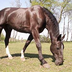 Dansk Varmblod Golden Star