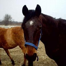 Dansk Varmblod Bodyguard
