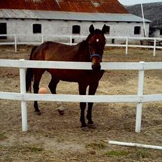 Dansk Varmblod Bodyguard