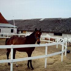 Dansk Varmblod Bodyguard