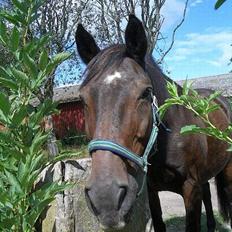 Anden særlig race Luske (død)
