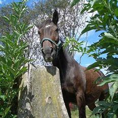 Anden særlig race Luske (død)
