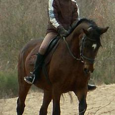 Dansk Varmblod *Sussie*