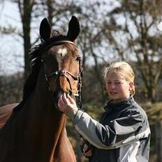 Dansk Varmblod *Sussie*