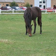 Hollandsk Varmblod A.Davis *Byttet væk* 