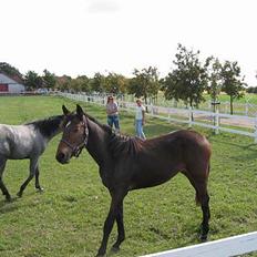 Hollandsk Varmblod A.Davis *Byttet væk* 