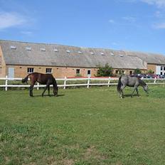 Hollandsk Varmblod A.Davis *Byttet væk* 