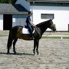 New Forest Elmholts Senator