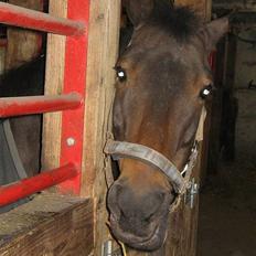 Anden særlig race Katrinebjergs Kreon†2006†