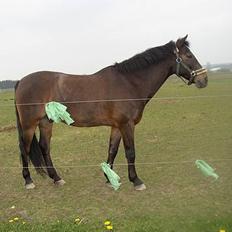 Anden særlig race Katrinebjergs Kreon†2006†