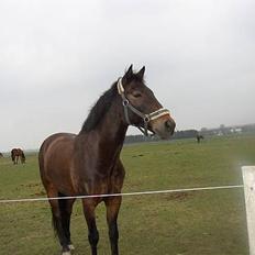 Anden særlig race Katrinebjergs Kreon†2006†