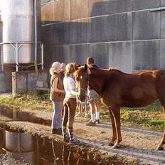 Anden særlig race Falkær's Cameth**SOLGT**