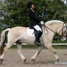 Fjordhest Mick Mølbak FJ 9403365