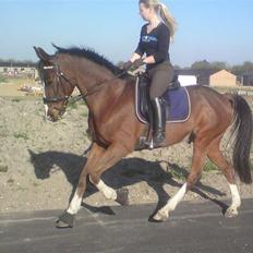 Trakehner Romeos Tattoo (solgt)