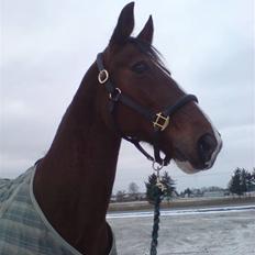 Trakehner Romeos Tattoo (solgt)