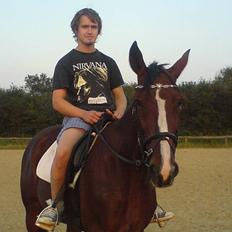 Trakehner Romeos Tattoo (solgt)