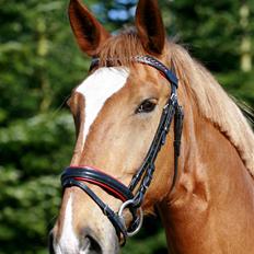 Frederiksborg Apollo af iglsø 