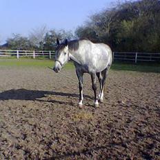 Dansk Varmblod Chato Carem *SOLGT*