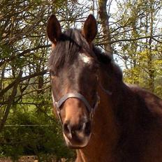 Anden særlig race Charming´s Filur