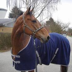 Dansk Varmblod major "Hvor er du?"