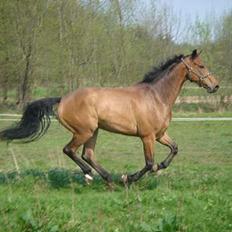 Dansk Varmblod major "Hvor er du?"