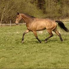 Dansk Varmblod major "Hvor er du?"