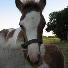 Pinto Quattro`s Brilliant
