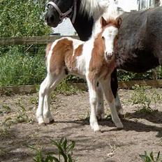 Pinto Quattro`s Brilliant