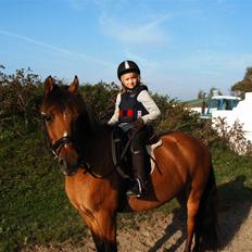 Anden særlig race Cheik Sherry solgt :'(