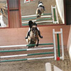 Anden særlig race Cheik Sherry solgt :'(