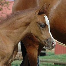 Arabisk fuldblod (OX) Sweet Caress D. * SOLGT *