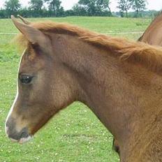 Arabisk fuldblod (OX) Sweet Caress D. * SOLGT *
