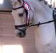 Welsh Pony (sec B) Lyngevejens Eksalon