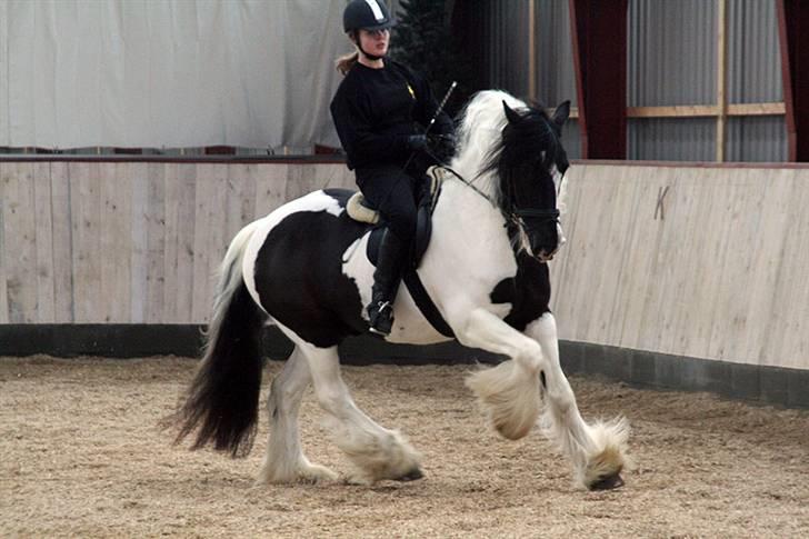 Tinker Følfods Shaine - Til træning til show i Forum den. 22.-25. maj 2008. billede 1
