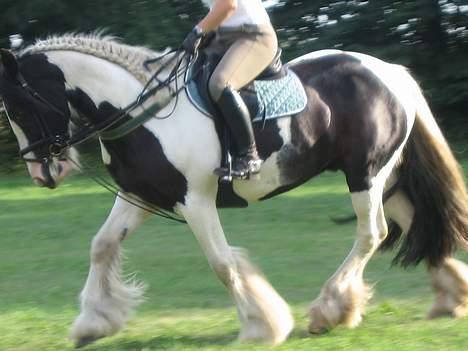 Tinker Følfods Shaine billede 3