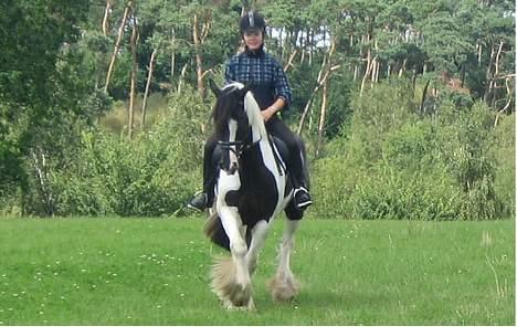 Tinker Følfods Shaine billede 8