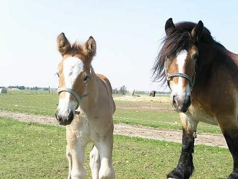 Belgier Toftegaards Frida billede 2