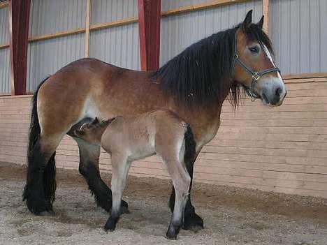 Belgier Toftegaards Frida billede 4