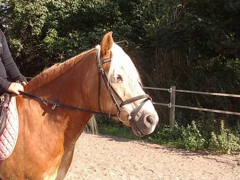 Haflinger Tamina  - foto:Camilla N N billede 2