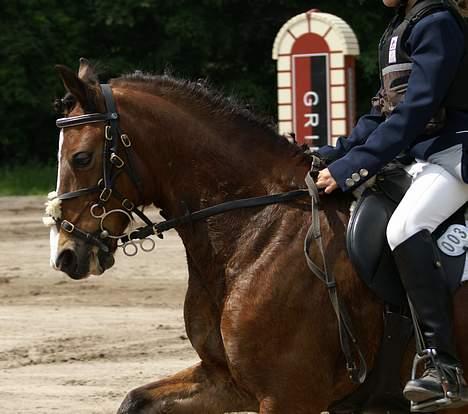 Welsh Mountain (sec A) Kildemose High-Flyer - Flyer & Mig til stævne på Holte... Distriktmesterskaberne for hold... Foto : Louise Andersen billede 15