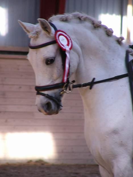 Welsh Pony (sec B) Lyngevejens Eksalon - Ryttertræf på Toftegaarden billede 1