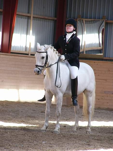 Welsh Pony (sec B) Lyngevejens Eksalon billede 2