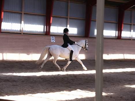 Welsh Pony (sec B) Lyngevejens Eksalon billede 3