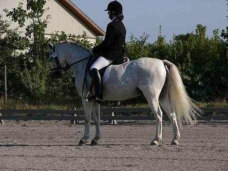 Welsh Pony (sec B) Lyngevejens Eksalon - Distrimesterskaberne hold billede 4