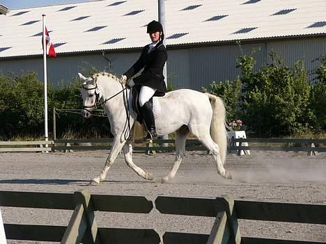 Welsh Pony (sec B) Lyngevejens Eksalon billede 6