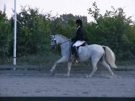Welsh Pony (sec B) Lyngevejens Eksalon billede 7