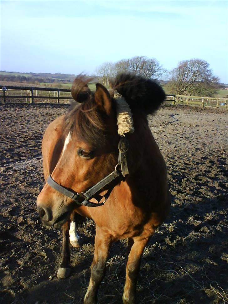 Anden særlig race Felix *SOLGT* - Velkommen til Felix´ profil ! I er velkomne til at lægge en kommentar, give en bedømmelse eller stemme i mine evt. udfordringer ! :D  billede 1