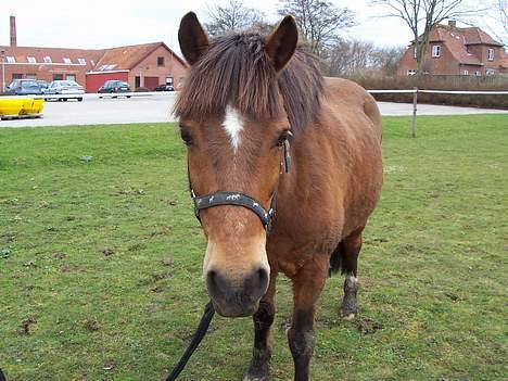 Anden særlig race Felix *SOLGT* - Felix på fold <3 billede 2