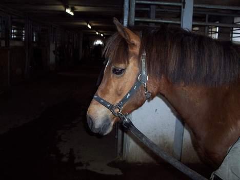 Anden særlig race Felix *SOLGT* billede 3