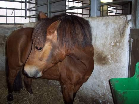 Anden særlig race Felix *SOLGT* - Felix i boksen :) billede 4